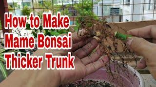 [bonsai diary] #69 How To Make Mame Bonsai Thicker Trunk Initial Process