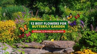 Top 12 Best Flowers for Butterfly Garden  