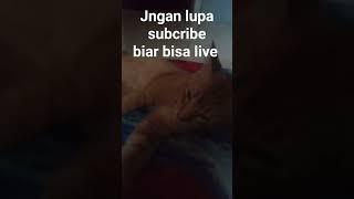 kucing oneng