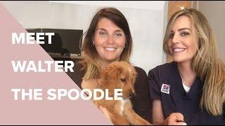 All Things 'Oodle' with Walter The Spoodle / Dr Kate Adams Bondi Vet