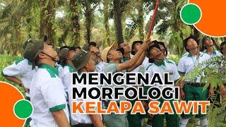 Mari Mengenal Morfologi Kelapa Sawit !