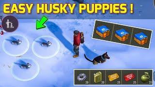 I Got 3 Husky Puppies Easily ! Last Day On Earth Survival