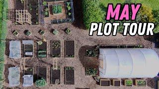 English Vegetable Garden in May | New Plot, First Season