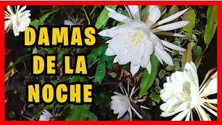 Floración de DAMAS de la NOCHE, ESPECTACULAR | Gio de la Rosa