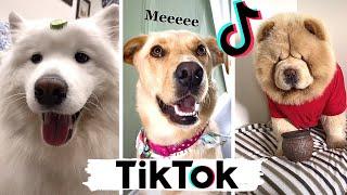 TIK TOKS That Make You Go AAWWW  ~ Funny Dogs of TikTok Compilation ~ Cutest Puppies!