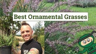 Best Ornamental Grasses for Gardens & Planting guide