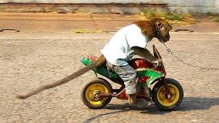 Monkey on a motorcycle Обезьяна на мотоцикле