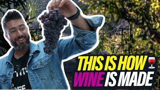 Behind The Scenes At A Winery In Southern California | The Jono Show