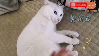 cute cats, funny cat, cute cat videos, #cat #cutecat #short V   98 R