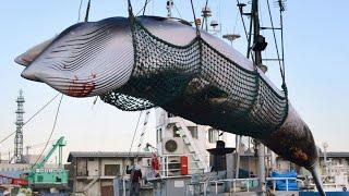 Japanese Whaling