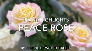 Peace Rose Bush