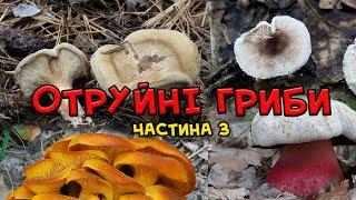 Отруйні гриби України. отруйні гриби назви та фото, частина 3