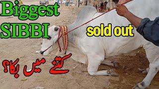 SOHRAB GOTH MANDI 2021 BIGGEST SIBBI BULL SOLD OUT