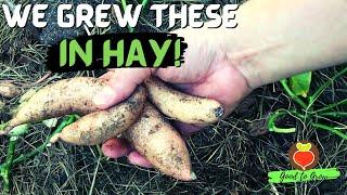 Ruth Stout Sweet Potato Harvest | Compost Bin Gardening | Garden Lessons | Guten Yardening