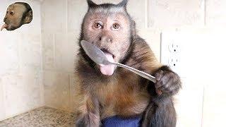 Monkeys Eating Oatmeal!