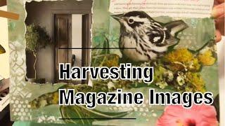 Selecting Magazine Images for Glue Books and Junk Journals