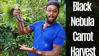 Harvesting Black Nebula Carrots | Raised Garden Bed | Carib Sunsations