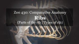 Osteology: Ribs