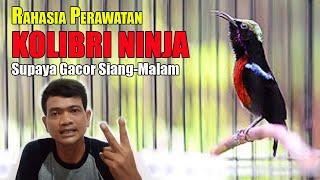 PERAWATAN KONIN BIAR GACOR SIANG MALAM || PERAWATAN KOLIBRI NINJA AGAR CEPAT GACOR