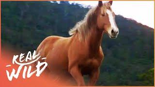 The Wild Desert Horses Of Australia | Horse: In The Wild | Real Wild