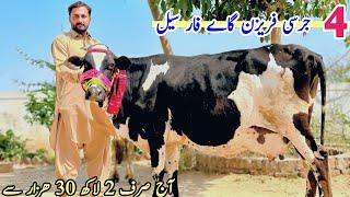 Mazher Dairy Farm | Cow Farm Punjab | Cholistani Friesian Cross Cow | Sasta Farm | Pk J 13 June 2024