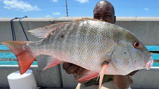 MULTIPLE Mutton Snapper on SHRIMP! (FL Keys Bridge Fishing)