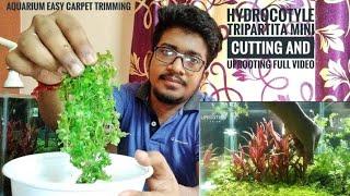 HYDROCOTYLE TRIPARTITA MINI CUTTING || AQUARIUM CARPET TRIMMING AND UPROOTING || EASY NON CO2 CARPET