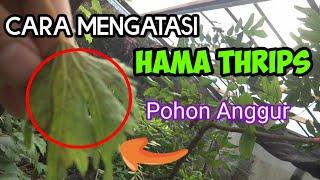 THRIPS | Cara Mengatasi Hama Thrips Pada Pohon Anggur | Ulas Tuntas Channel