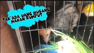 Pemilik tak punya uang untuk kasih makan musang di kasih rumput