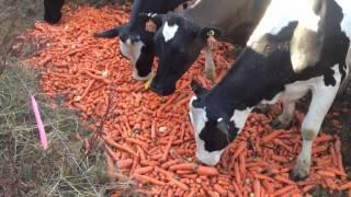 Cows eating cull carrots.