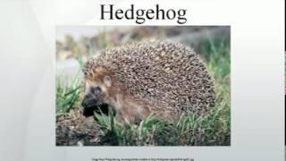 Hedgehog