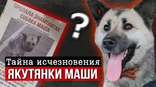 Исчезновение знаменитой собаки из Якутска ‼️ Идём по следам мученицы Маши