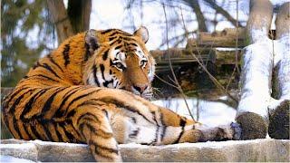 The Bengal Tiger (Panthera Tigris Tigris) #natural #tiger #india