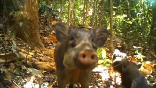 ZGAP Clip Award 2016 Bawean Warty Pig Sus blouchi