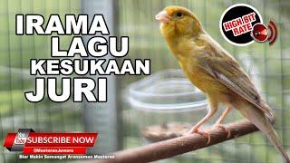  MASTERAN TERHEBAT KENARI GACOR PANJANG SAMBUNG ISIAN LOVEBIRD 