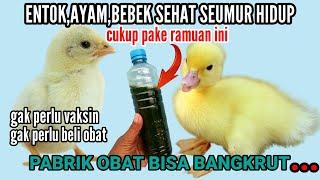 BEGINI CARA MEMBUAT RAMUAN ALAMI SUPAYA ENTOK,AYAM,BEBEK SEHAT TERUS SAMPAI PANEN