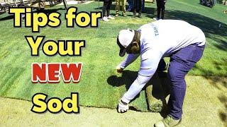 5 Major Tips you Must do to your NEW SOD or it will die !!