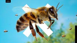 Bees are going extinct...but not the ones you think