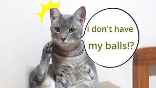 Cat freezed when he realized he have no balls after neutering...