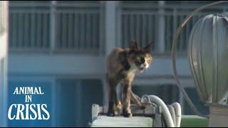 Hungernde Katze wandert prekär auf einem Wohnungsgeländer herum | Tier in der Krise EP71