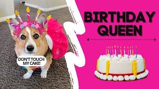 Dog Forgets Sister’s BIRTHDAY! #cake #party