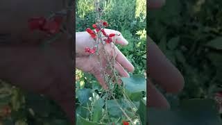 How to hand pollinate beans if there are no bees around.