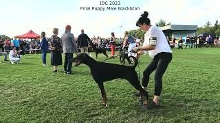 Final Puppy Male Black&tan