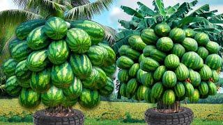 Best Videos Great Techniques of Grafting Watermelon with Various fruit To Make Amazing Fruits