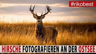 Fotografieren wie ein Profi: Atemberaubende Hirschbrunft an der Ostsee!  Canon R5 MKII im Einsatz