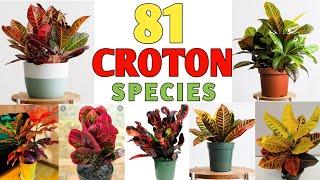 81 Croton Plant Species | Croton Plant Varieties with names | Plant and Planting