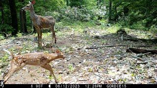 New Hampshire Trail cam videos- Spring 2023