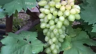 Сорта винограда 2018. Кишмиш Арсеньевский - самый крупный кишмиш 1 класса