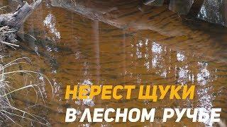 Нерест щуки в лесном ручье.