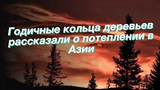 Годичные кольца деревьев рассказали о потеплении в Азии